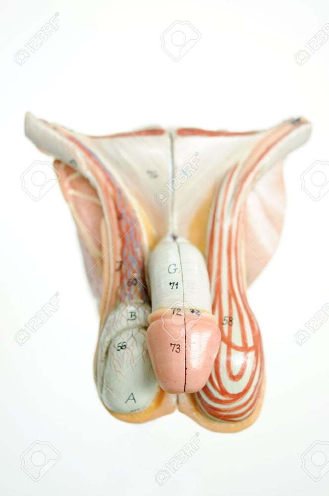 Porn Anatomy Graphics